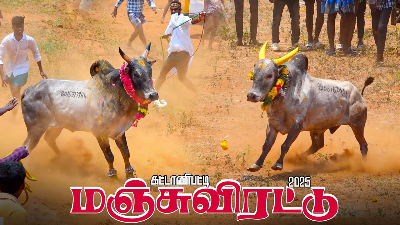 #கட்டானிபட்டி_மஞ்சுவிரட்டு_2025_