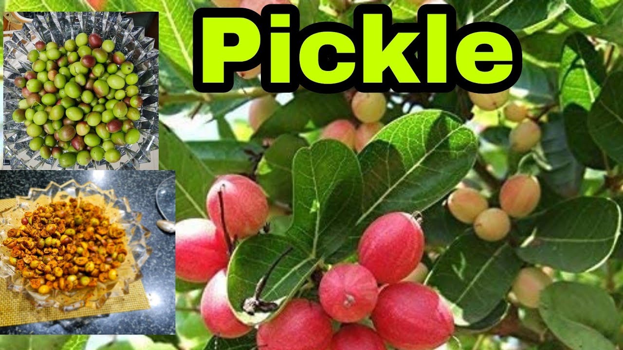 Karonde da Achar ¦ Pickle of Karonda ¦ Kaise banaiye Karonde  ka Achar ¦ Rare Pickle ¦