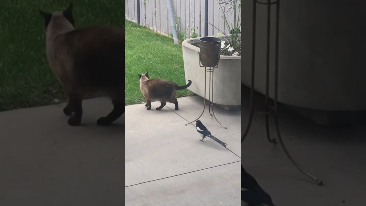 Magpie Grabs Cat by the Tail || ViralHog