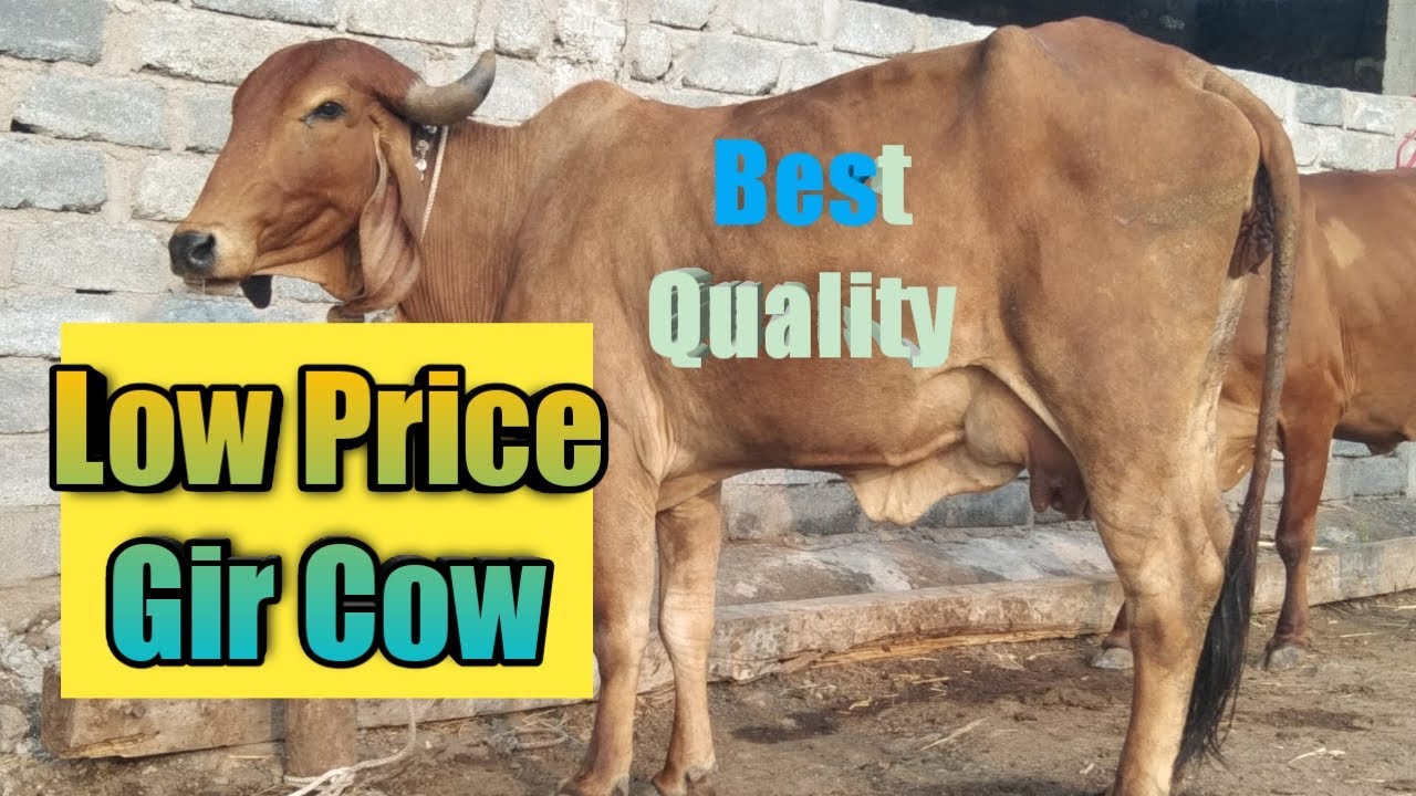 Top Quality Gir cow In Low Price || Gir Cow For Sale || गीर गाय || ગીર ગાય || Original Gir Cow