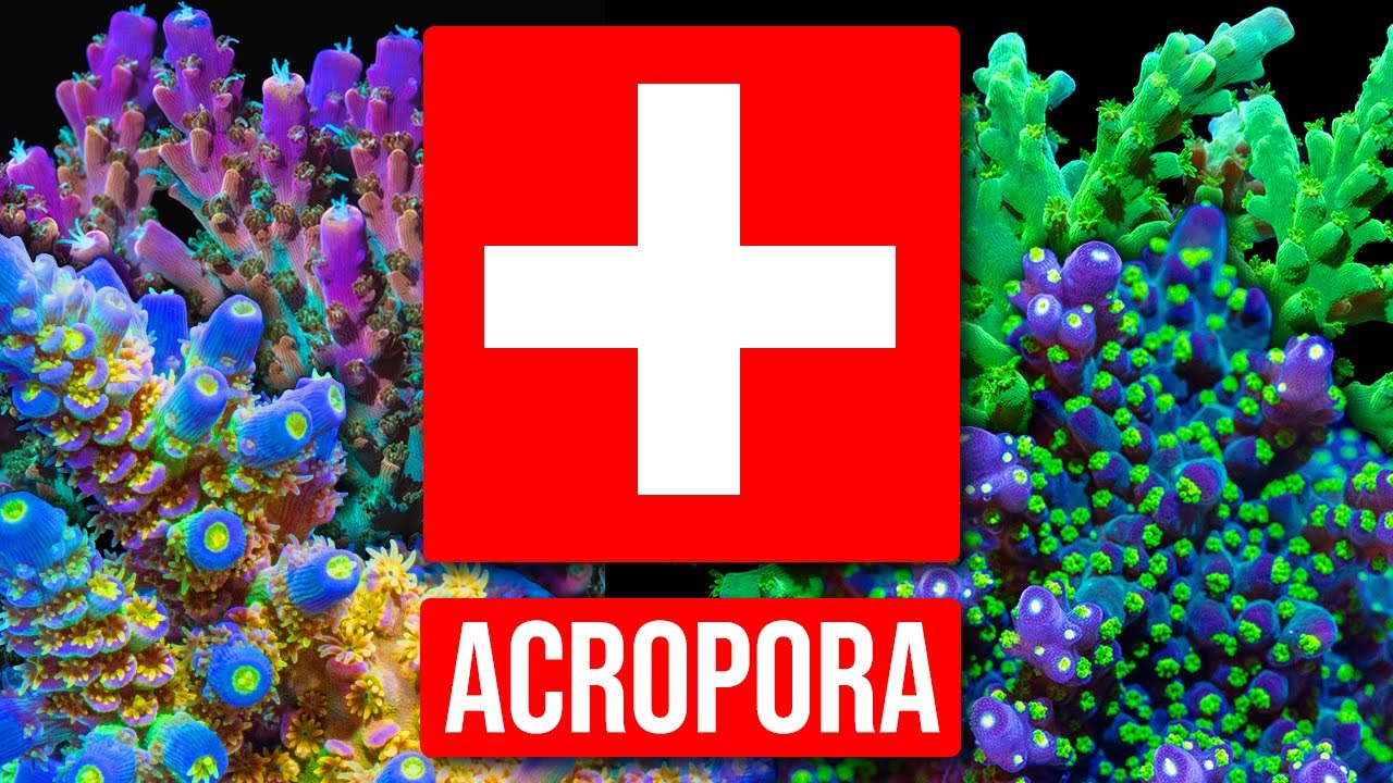 Acropora Troubleshooting Guide