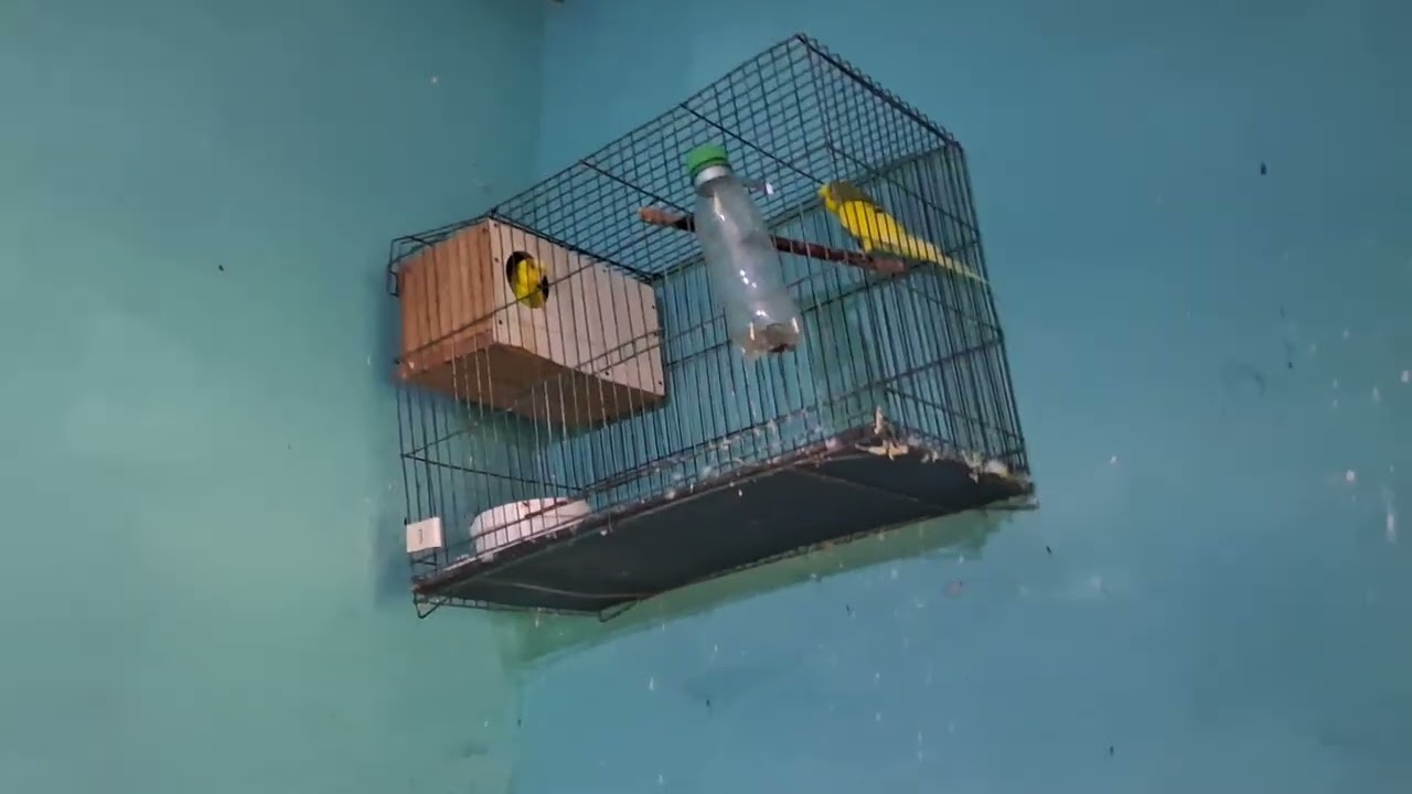 Mostrando as aves e as calopsitas com ovos(1° vídeo do ano,calopsitas iniciando postura)