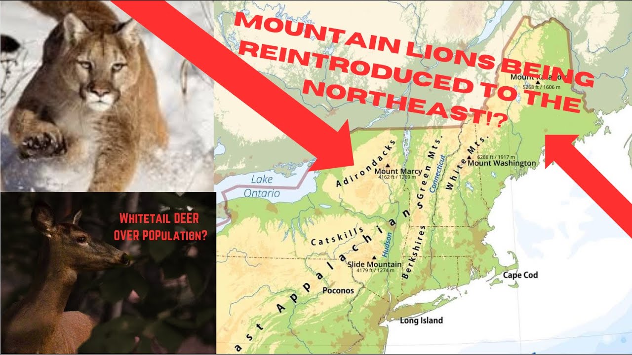 Reintroducing Mountain lions to the NorthEast? Eastern Mountain Lion Project pt i