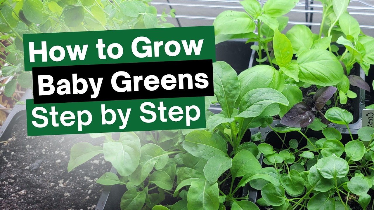 Grow Baby Greens in Your Indoor Garden: Best Varieties & Tips