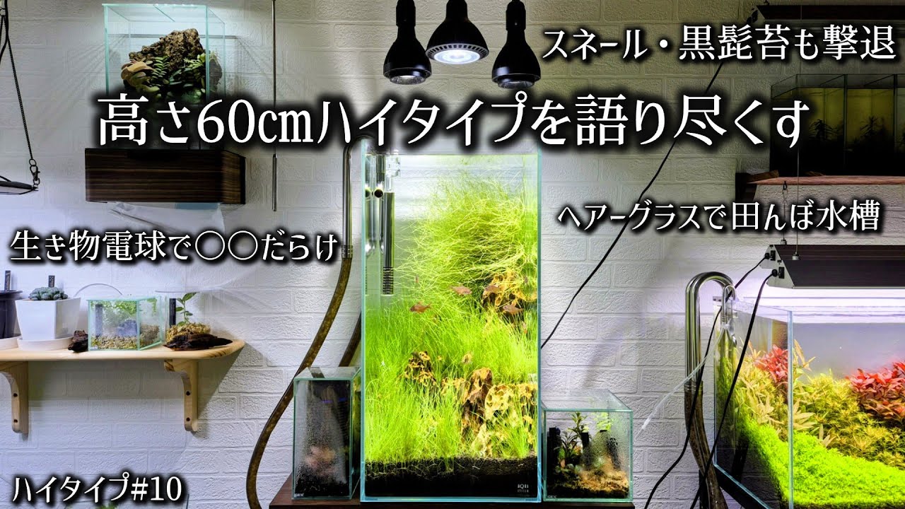 【水槽解説】スネール＆黒髭苔も撃退した田んぼ水槽！設備も含めて語り尽くす！