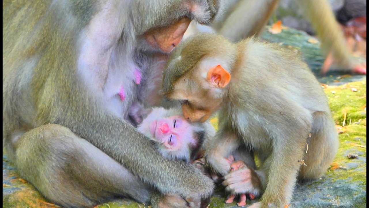 First love // ​​Sister Lily kisses her newborn brother with love, Cuz he is cute baby