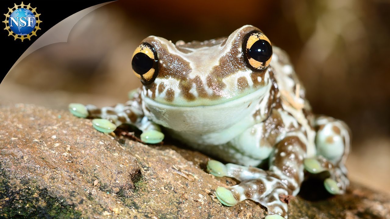 Shape Shifting Toad 🐸 | Science Nation