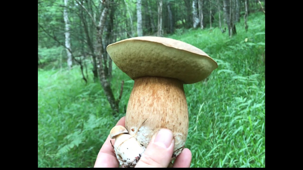 BOLETUS AEREUS Y RETICULATUS (AESTIVALIS) 16 DE JULIO 2020 (4K)