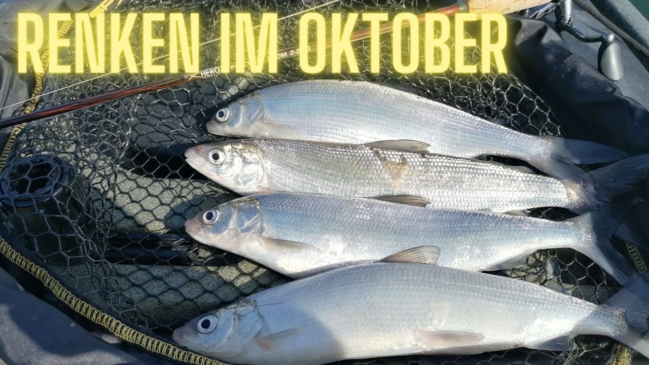 Goldener Oktober, Silberne Renken: Ein herbstliches Angelerlebnis