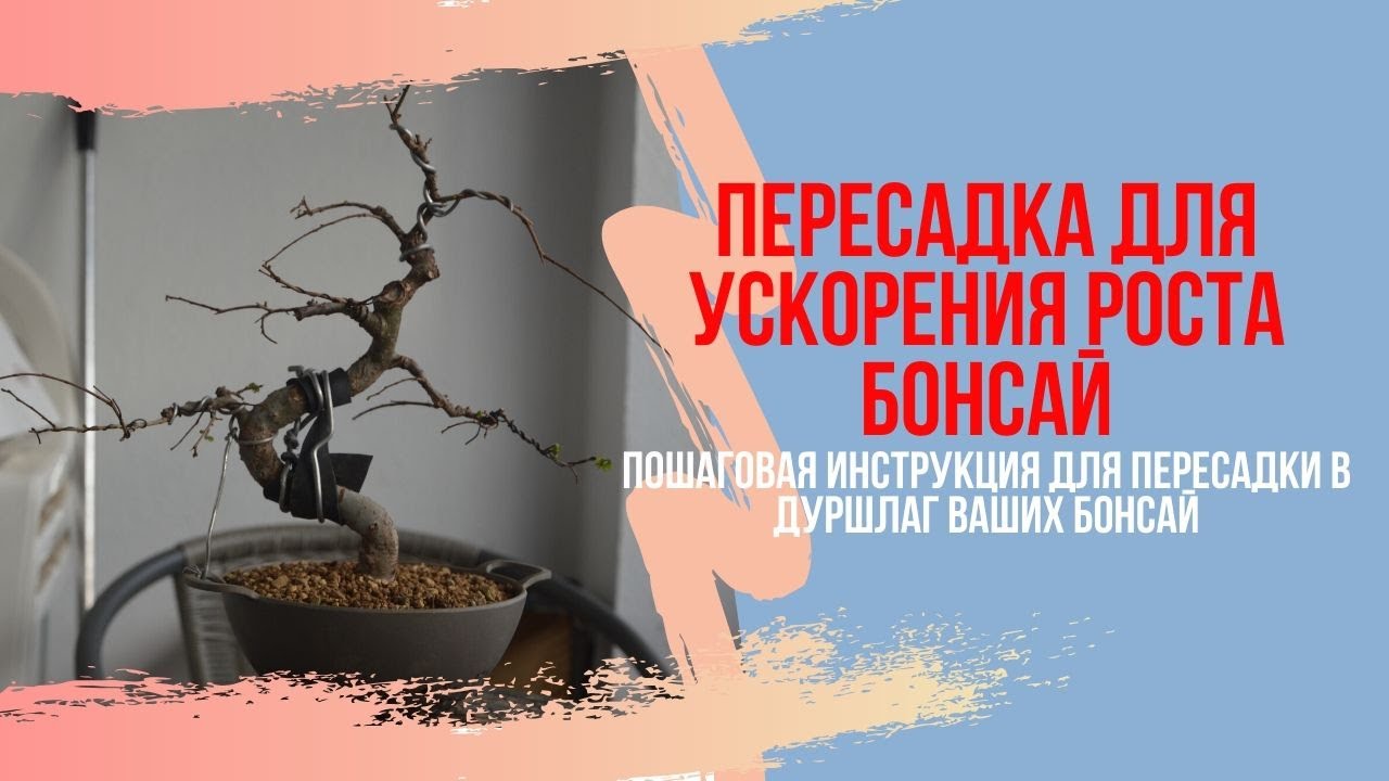 Инструкция по пересадке БОНСАЙ в дуршлаг для ускорения роста. Лучшие весенние удобрения для БОНСАЙ