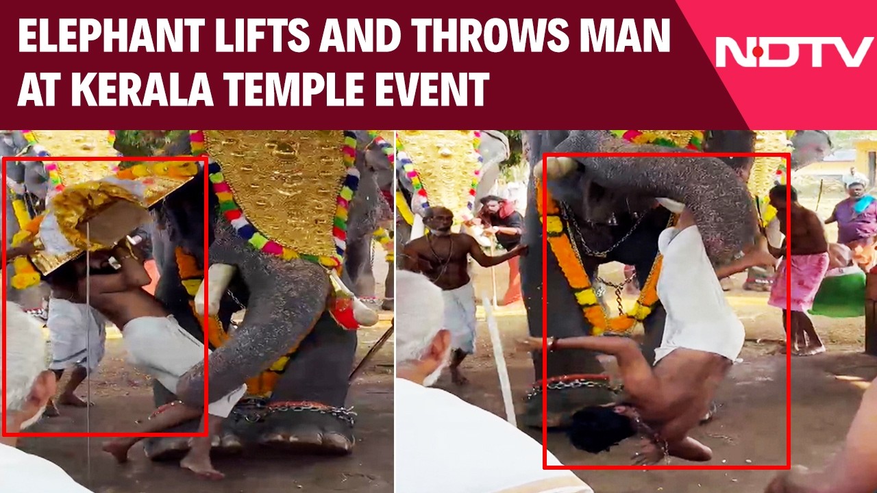 Kerala News | Temple Elephant Lifts, Hurls Mahout Assistant During Ritual in Thrissur