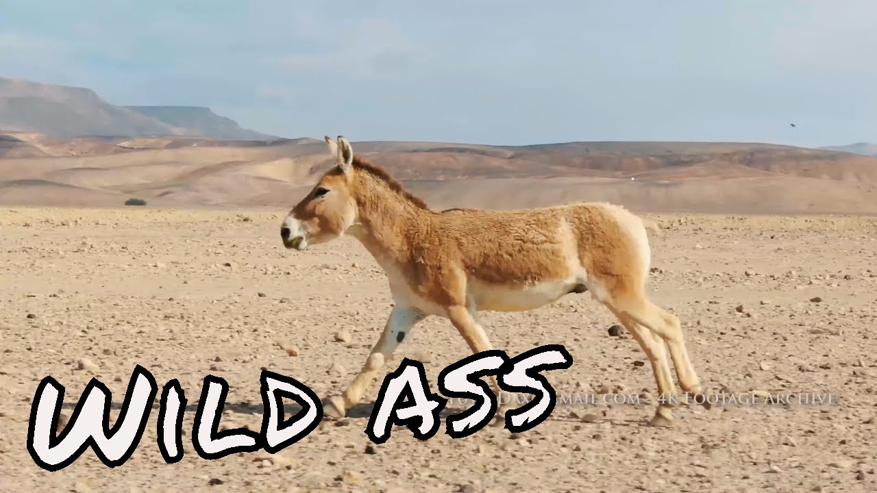 פרא /  Asian Wild Ass , onager 4K