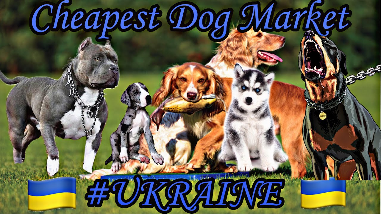 Cheapest Dog Market in #UKRAINE