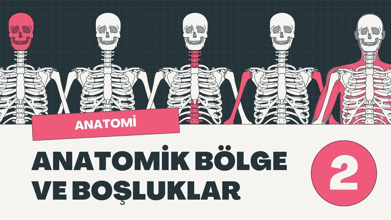 Anatomi - Anatomik Bölgeler ve Boşluklar #2