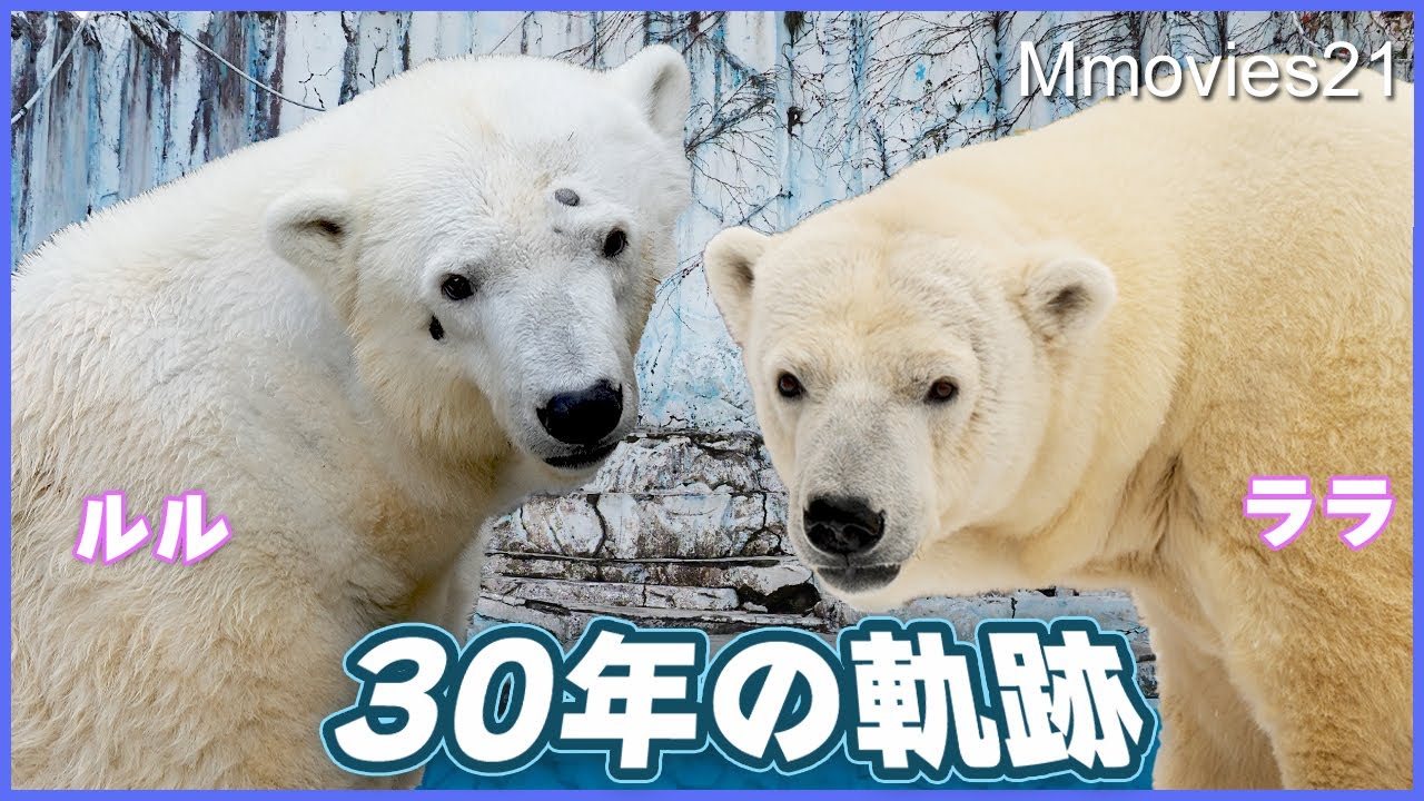【感動】ララとルル生誕30年~双子のホッキョクグマが別々に歩んだ軌跡~8頭の子が誕生・姉妹が繋がる瞬間~Polar Bear Lara & Lulu