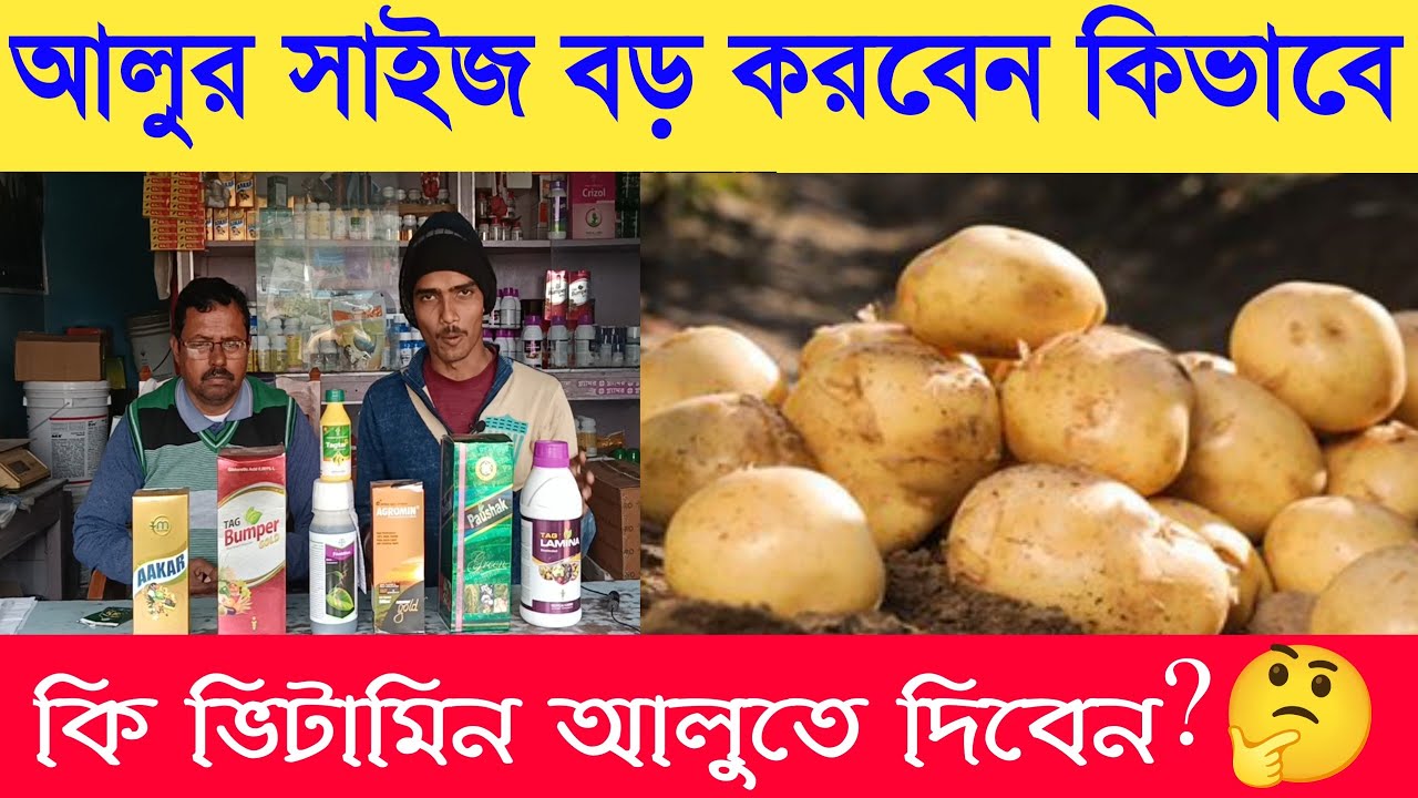 আলুর সাইজ বাড়াতে কি ভিটামিন ব্যবহার করবেন || কম দামে দারুন ভিটামিন || top 7 vitamin for potato||