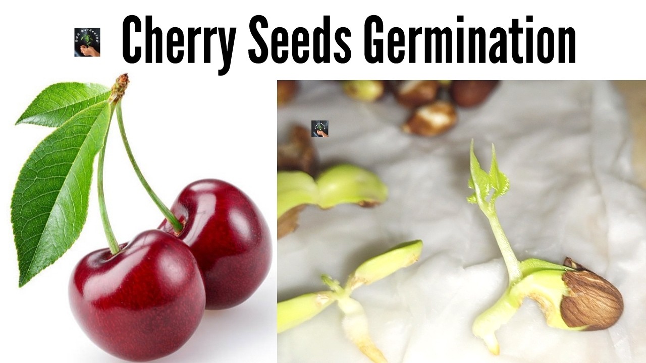 How To Grow Cherry From Cherry  چیری کا پودا کیسے اگائیں