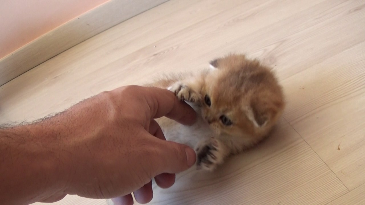 Golden Ticked Scottish Fold kitten, the Cuttest kitten ever.