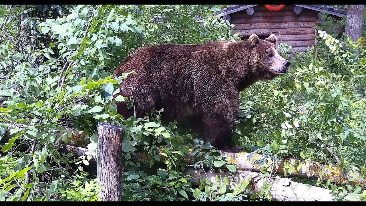 Мансур наводит порядок в своём лесу  🐻🧹🌿  Mansur is cleaning up his forest