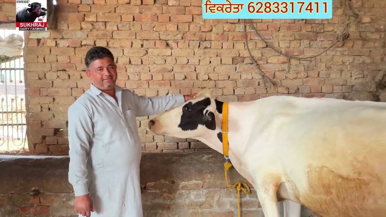 ਪੰਜ ਗੱਭਣਾ ਵੈਹੜਾ ਵਿਕਾਊ ਸੋਹਣੇ ਥਣ ਹਵਾਨੇ ਵਾਲੀਆਂ #sukhrajdairyfarming 