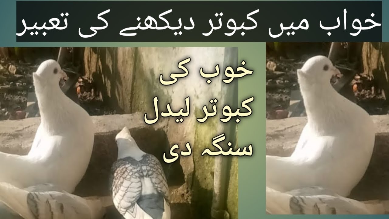 خوب کی کبوتر لیدل سنگہ دی خواب میں کبوتر دیکھنا کیسا ہیں#khwabkitabeer