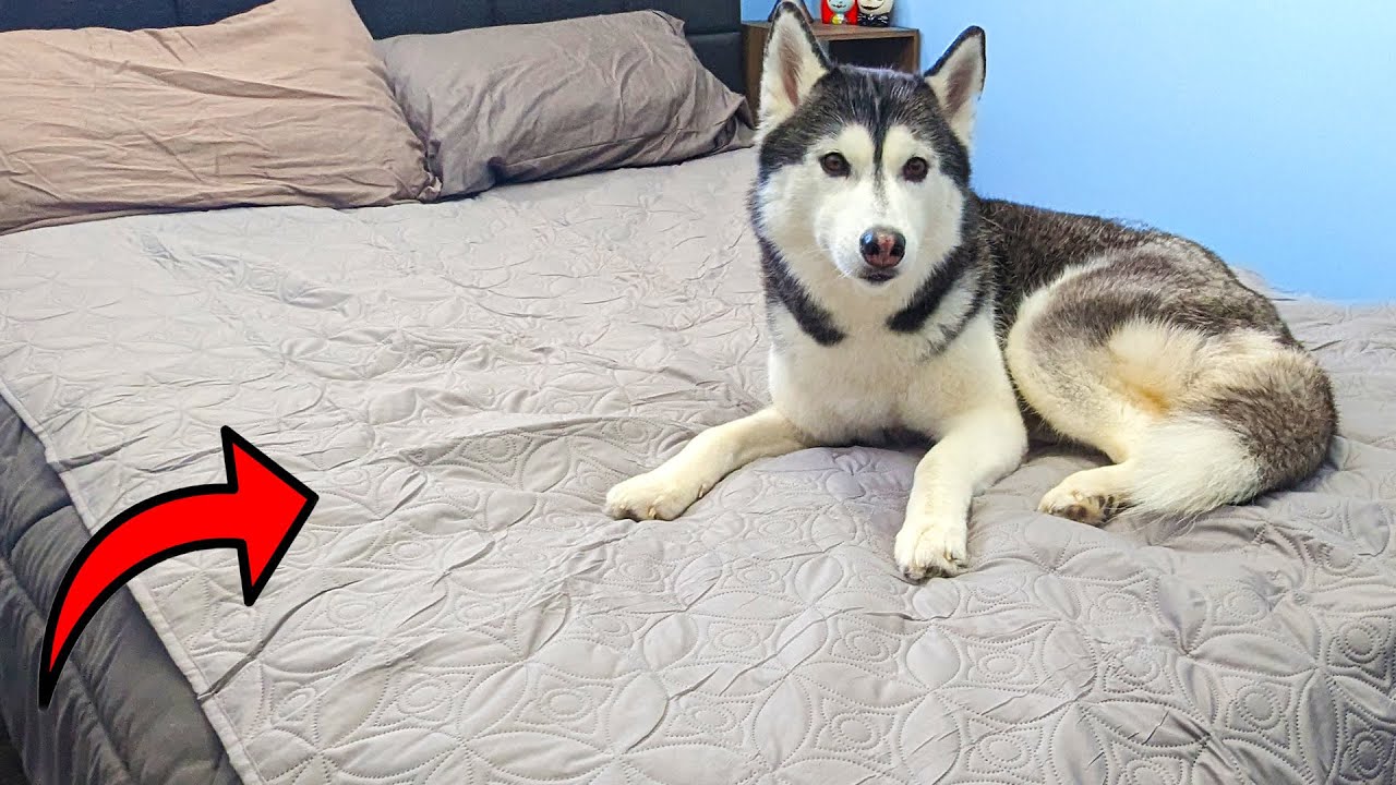 Protect Your Bed With THIS Waterproof Dog Blanket!