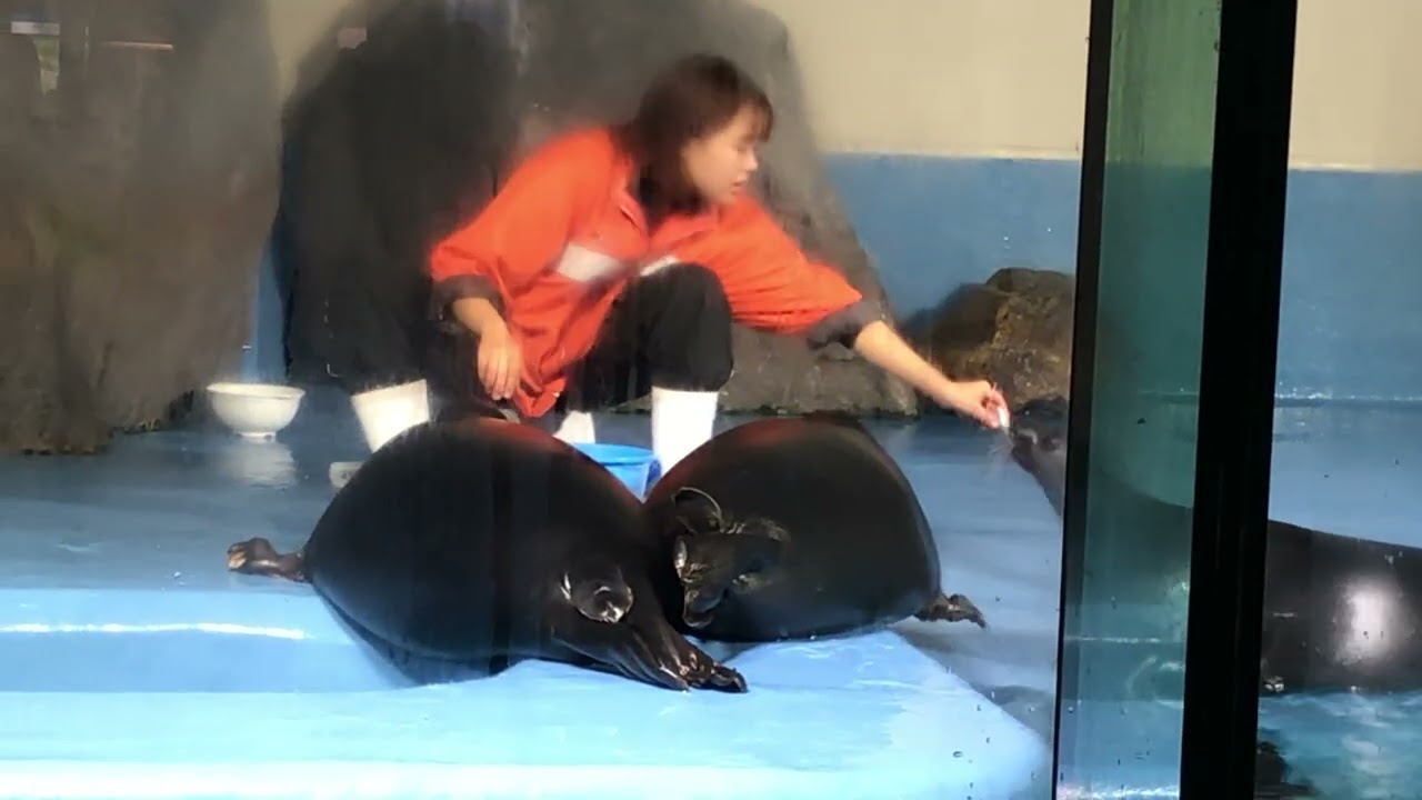 鳥羽水族館🦭バイカルアザラシのご飯タイム① #seal