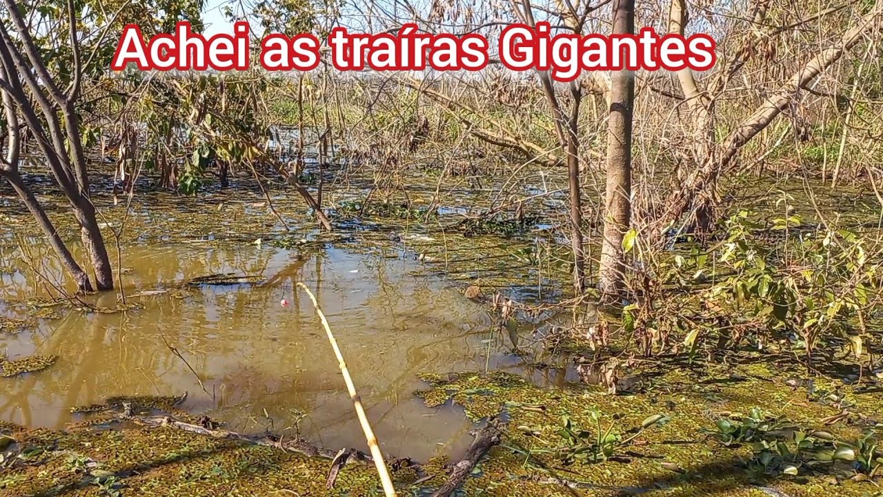 fiquei impressionado com o tamanho dessa traíra.Pescaria raiz Pescaria caipira