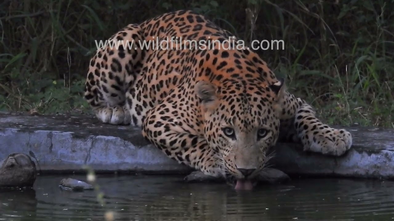 Leopard lies flat on its stomach to lap up water from pond near Jaipur, alert all the while