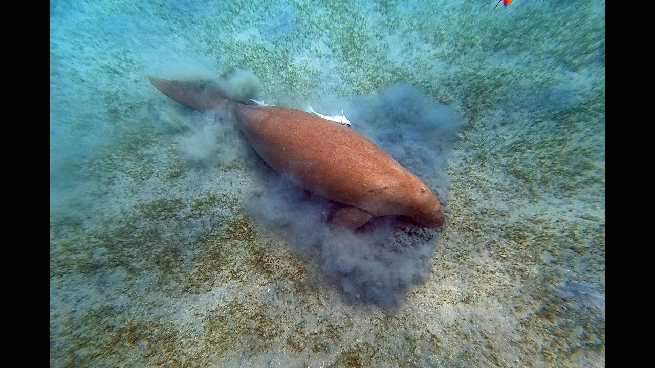 Marsa Alam baia di Abu Dabbab