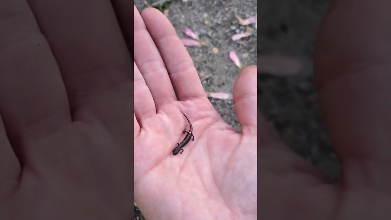 Salamander!! It's So Tiny 😮
