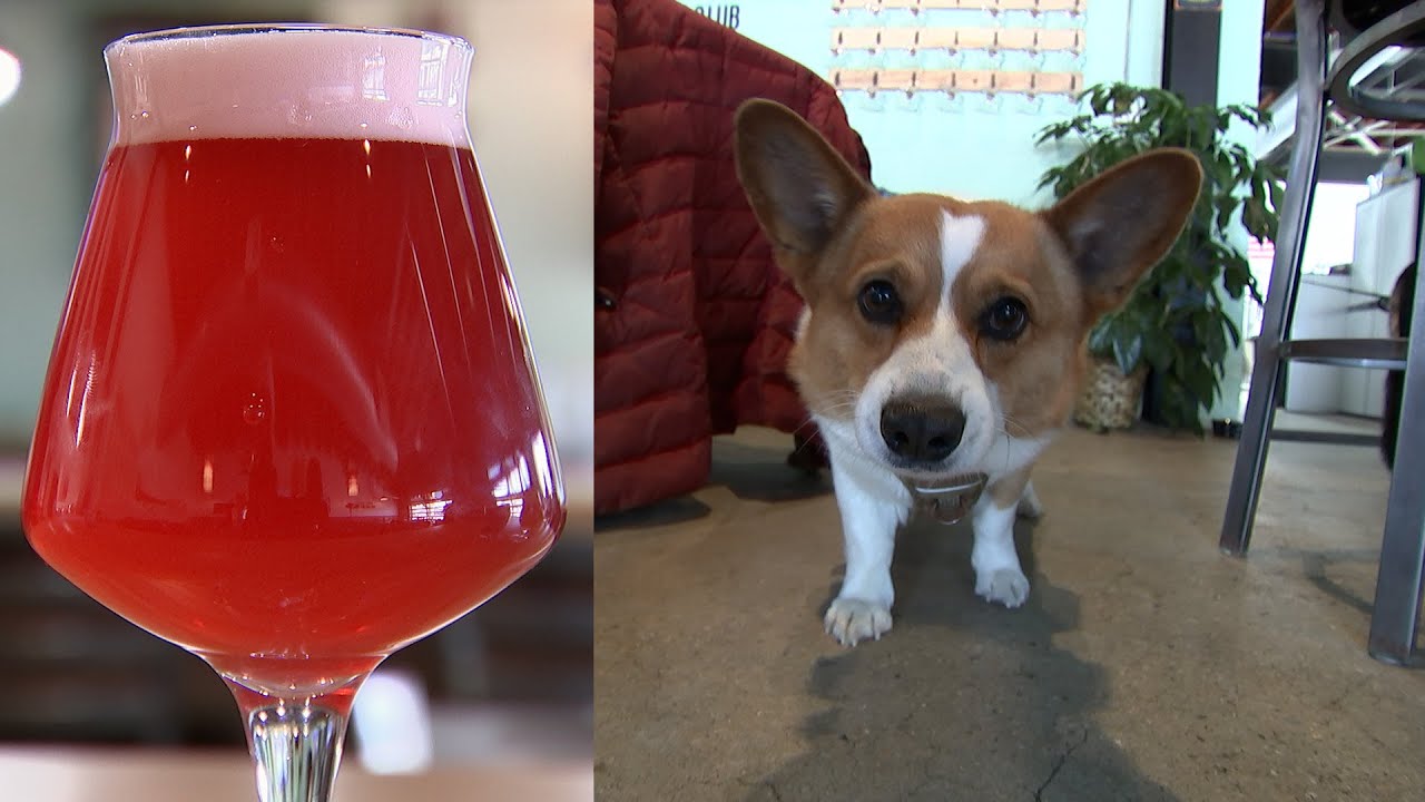 Snouts and Stouts Brewing: Where craft beer meets canine love!