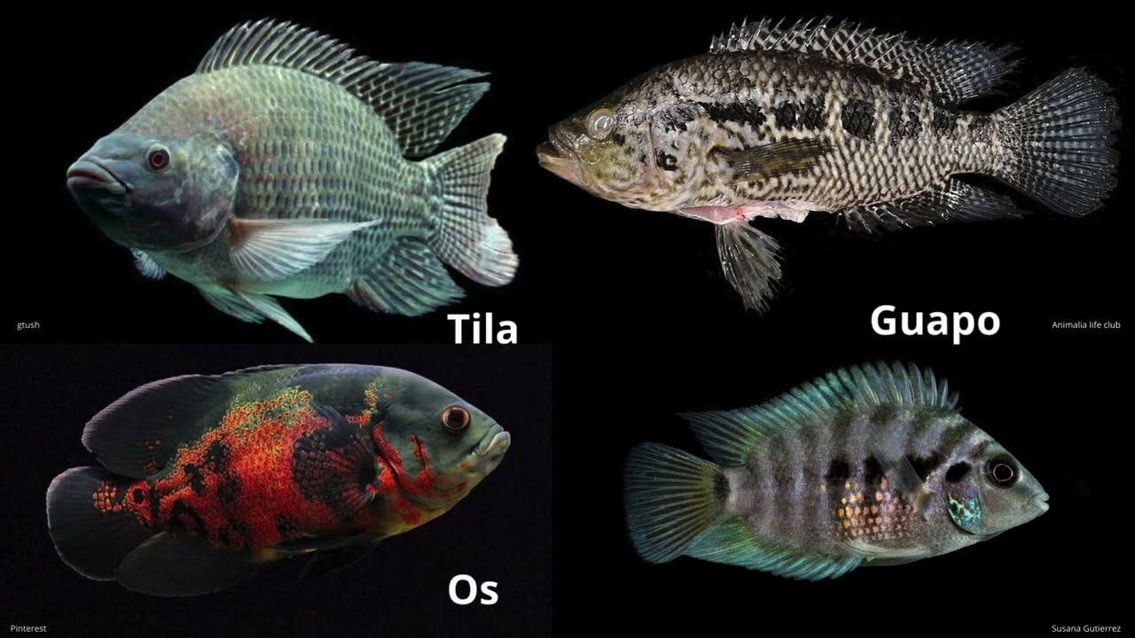 Peces cíclidos de Costa Rica: un 
