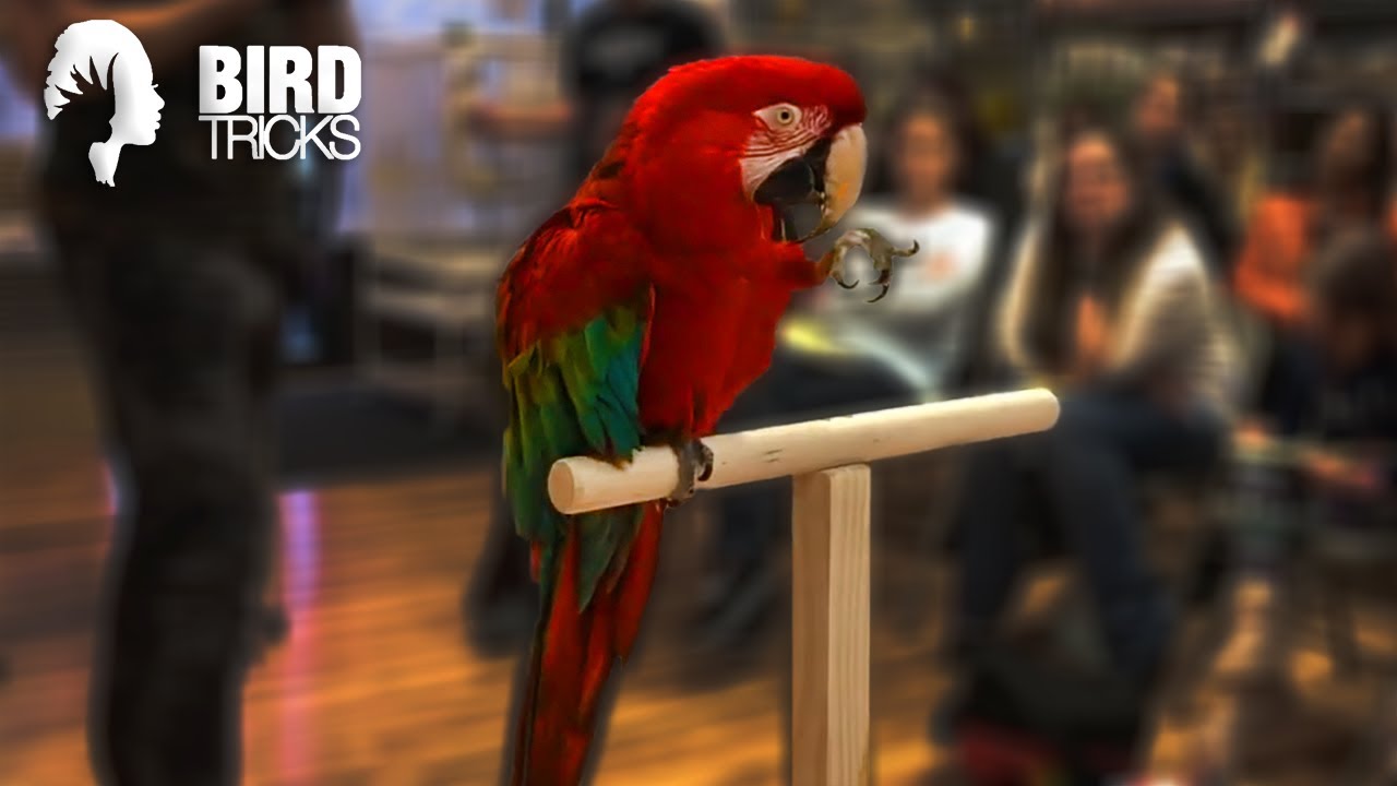 Have You EVER Seen a Macaw Do This Before?