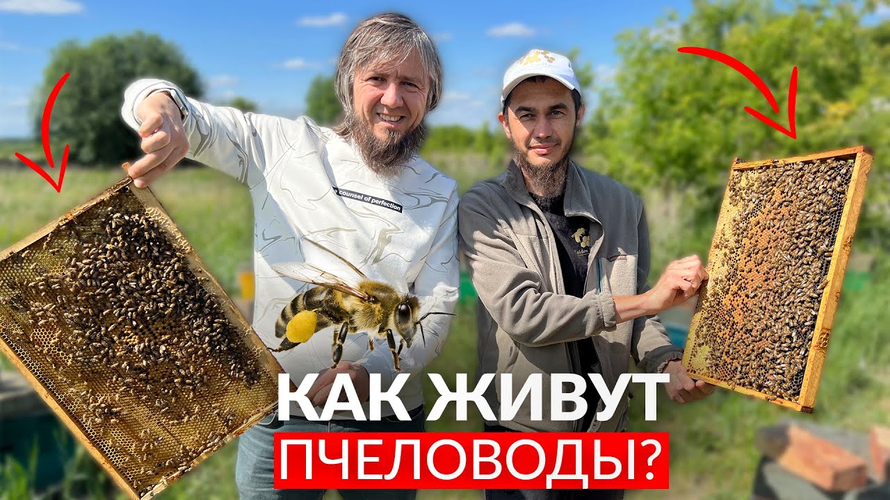 Бизнес на пчёлах и мёде / Как живут пчеловоды?