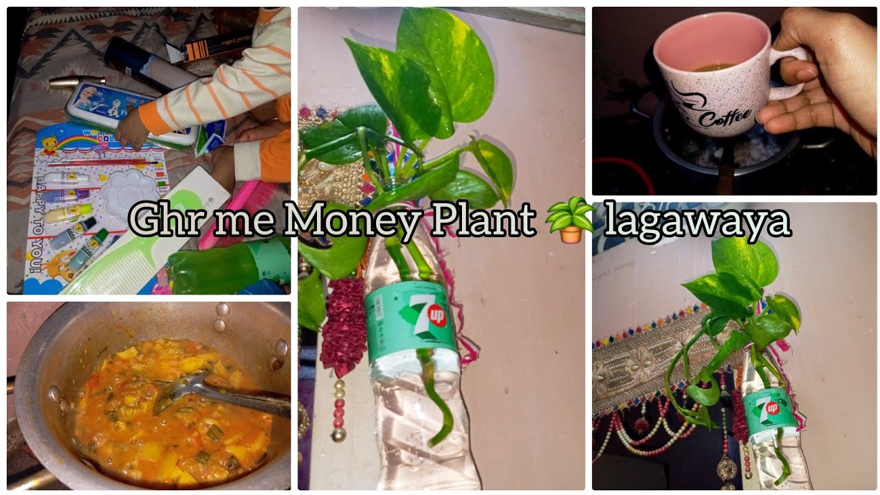 Ghr me Money 🪴 Plant Lagaya Aj or beti hui khush us k lia new Gift 🥰 daily vlog 🌄 