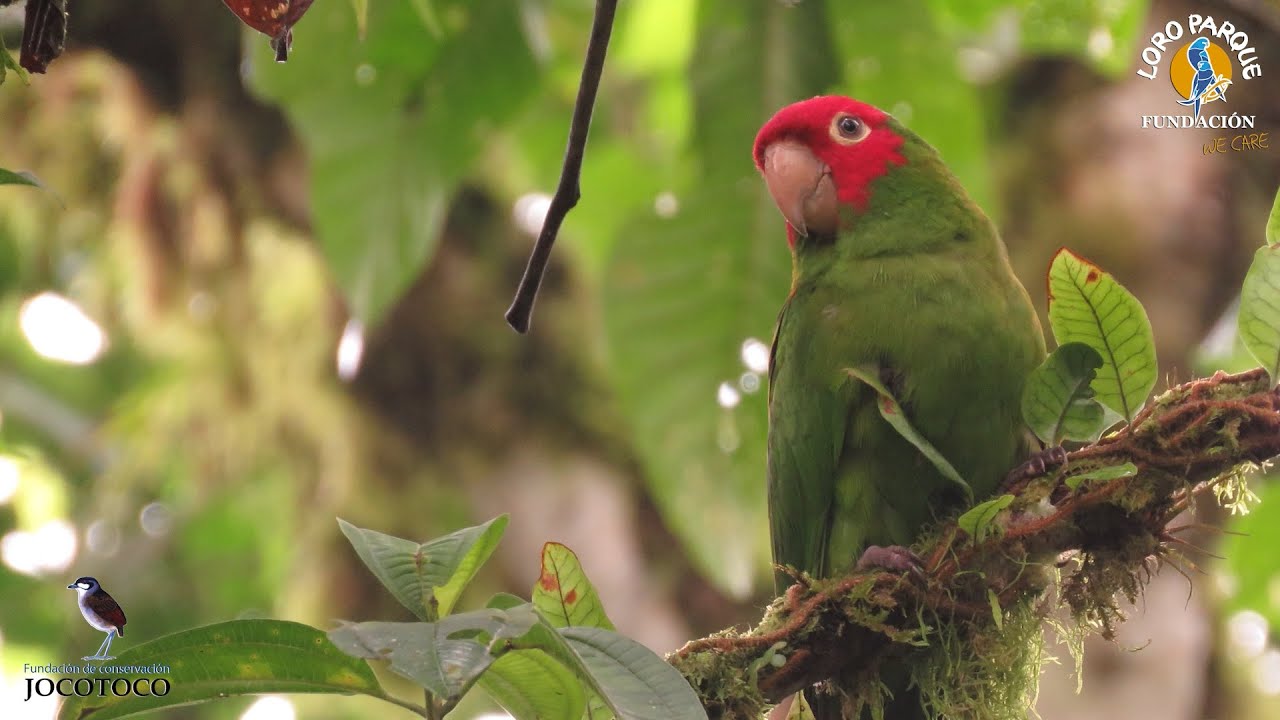 Protection of the red-masked parakeet | Loro Parque Fundaci&oacute;n