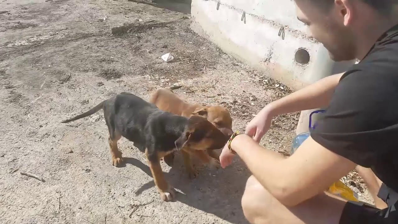 Save the Street Dogs of Montenegro