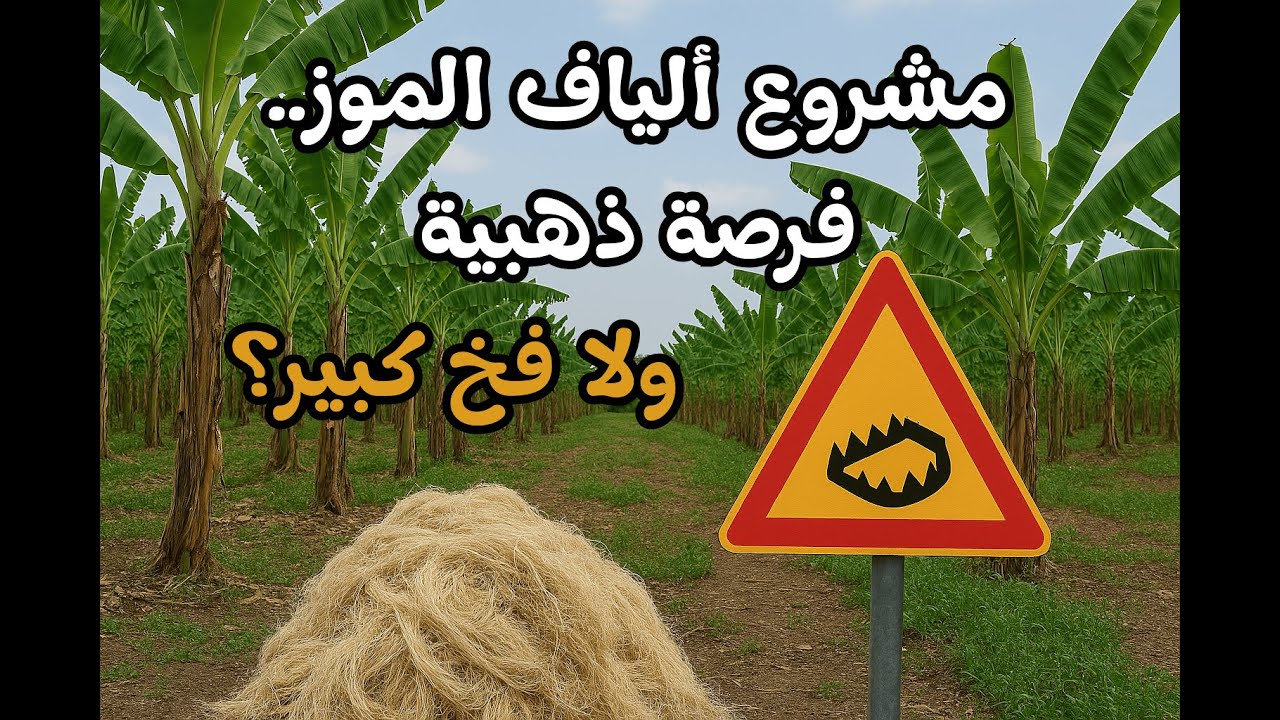 مشروع استخراج الالياف من مخلفات الموز.. فرصة ذهبية ولا فخ كبير؟