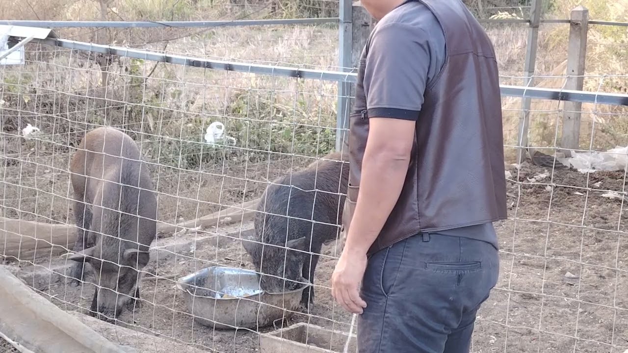 พ่อพันธุ์​หมูป่า​คู่งามกินอาหารกัดกันไปด้วย