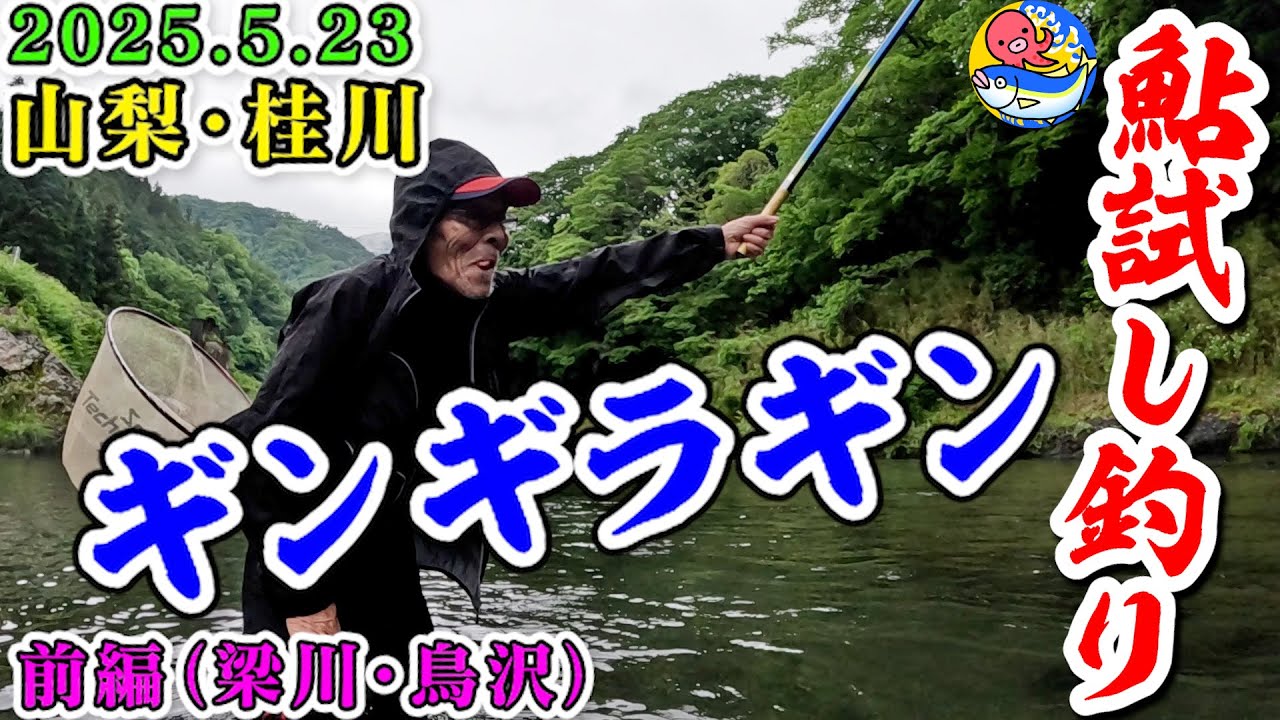 2025.5.23桂川鮎試し釣り前編【今年はデカいぞ!!】桂川漁協