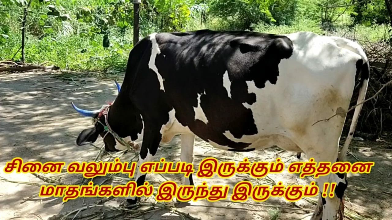 சினை வலும்பு எப்படி இருக்கும் எத்தனை மாதத்தில் இருந்து இருக்கும்????