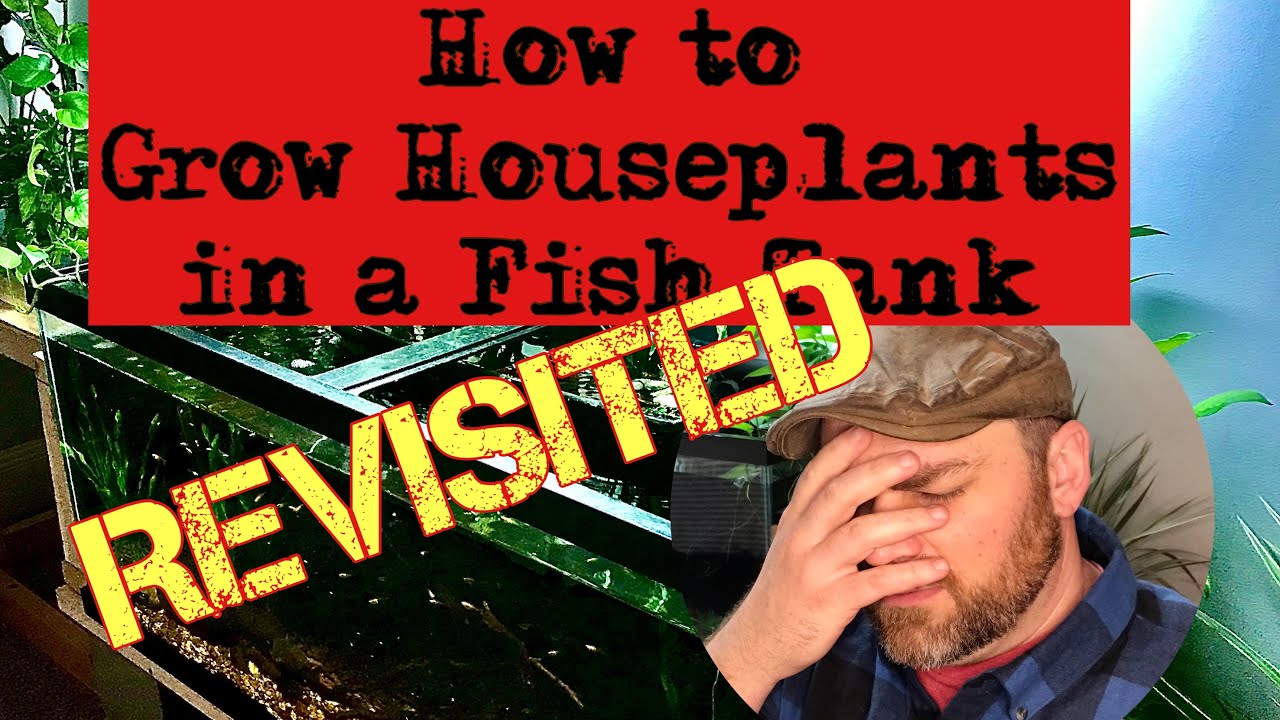 Houseplants in the Fish tank REVISITED-   ☠️❌☠️CATASTROPHE !!❌☠️❌