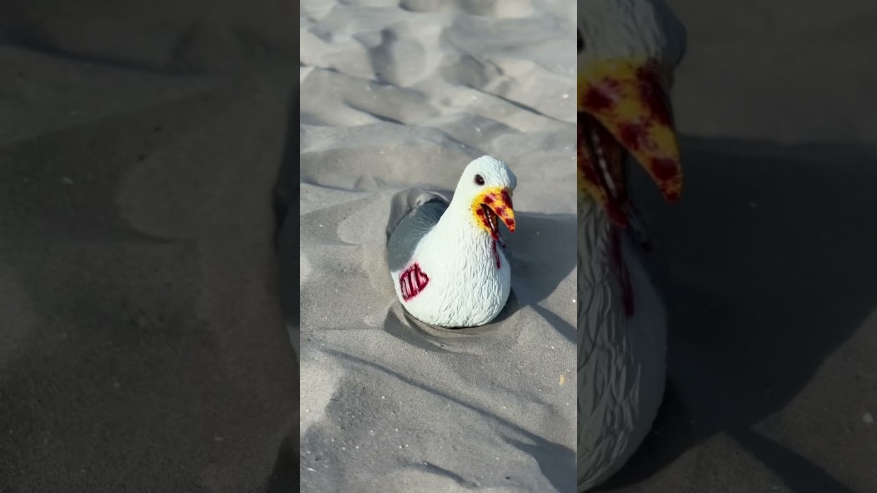 We have a seagull problem!!!