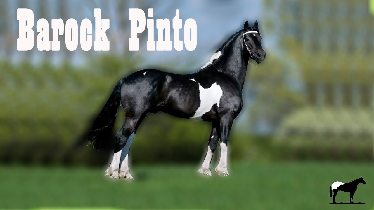 El Único Caballo Pinto De Clase Barroca Que Existe 🐴-Del Cerro Soy