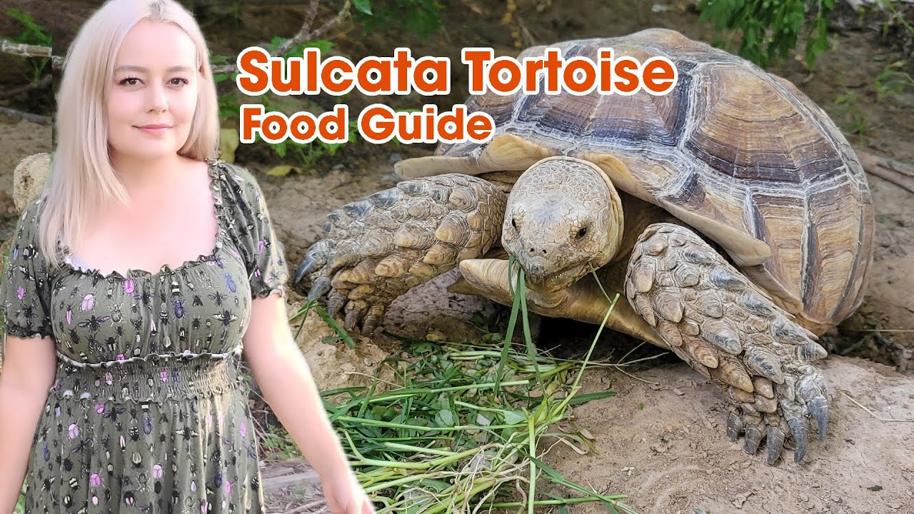 How to Feed a Sulcata Tortoise