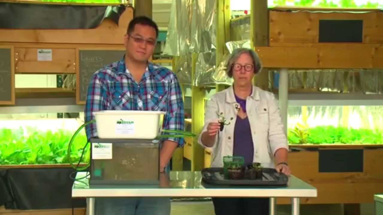 Aquaponics - How to Build Your Own