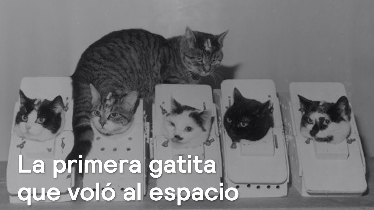 La primera gatita que voló al espacio