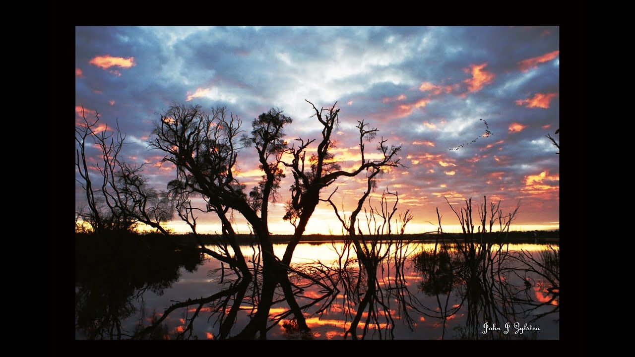 Bibra Lake Birds of the Wetlands:Western Australia