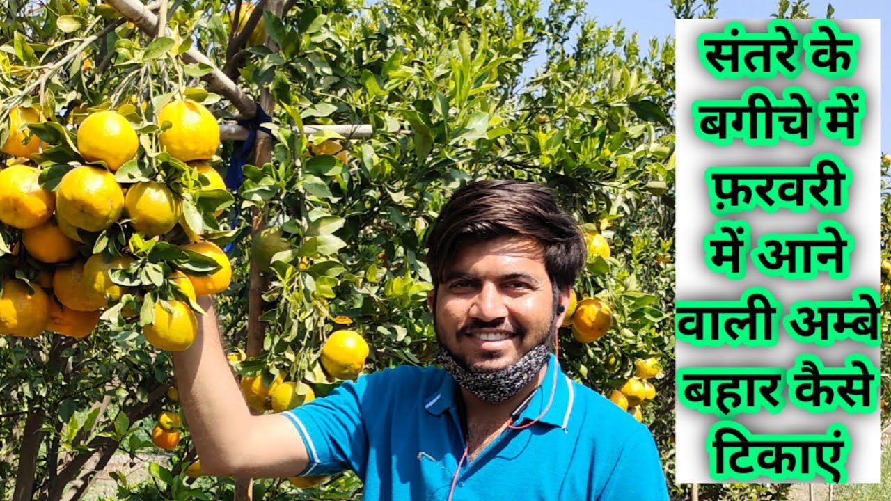 संतरे के बगीचे में फरवरी में आने वाली अम्बे बहार टिकाने के लिए क्या करें?#orange #orchard #flowering